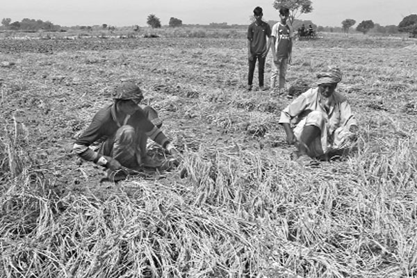 খরায় কৃষিতে ব্যাপক ক্ষতি