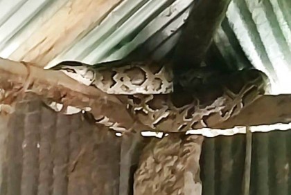 শ্রীমঙ্গলে বসতঘর থেকে অজগর উদ্ধার

