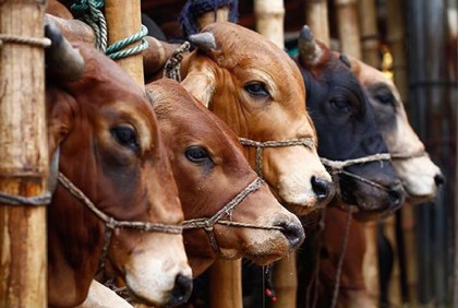 সুস্থ গরু চেনার উপায়