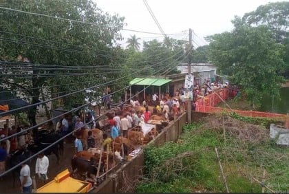 সরাইলে সড়কে বসেছে গরুর হাট