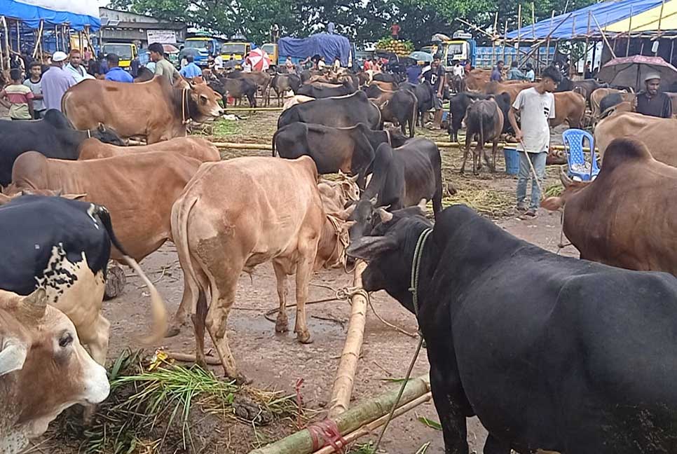 বাহারি রঙের পাহাড়ি গরুর হাট