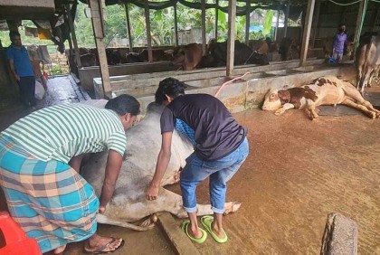 ঈদের আগে নেত্রকোনায় ২৭ গরুর মৃত্যু, দিশেহারা খামারি 