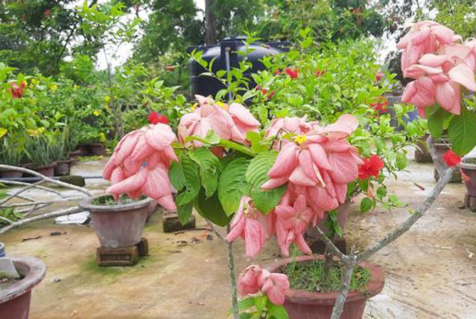 বিদ্যালয়ের ছাদে শিক্ষকের দৃষ্টিনন্দন ছাদবাগান