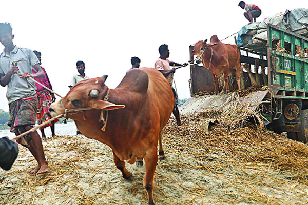 গরুর অভাব নেই হাটে