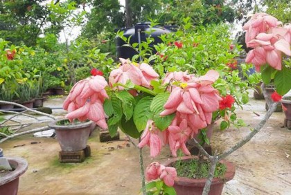 বিদ্যালয়ের ছাদে শিক্ষকের দৃষ্টিনন্দন ছাদবাগান