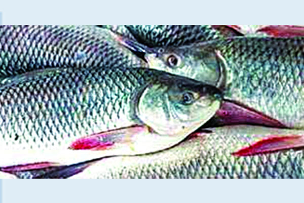 মাছ উৎপাদনে চীনকে টপকে দ্বিতীয় বাংলাদেশ
