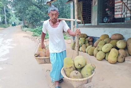 পাহাড়ের গায়ে কাঁঠালের মিষ্টি সৌরভ