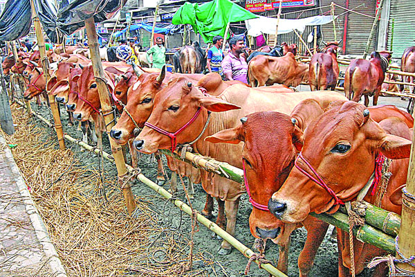 ছোট-মাঝারি গরুর চাহিদা বেশি