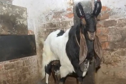 এক ছাগলের দাম ৯ লাখ টাকা!
