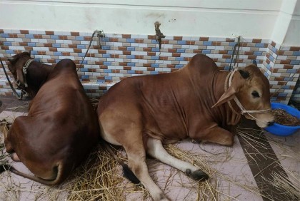 ১ কোটি ৪ লাখ গবাদিপশু কোরবানি 