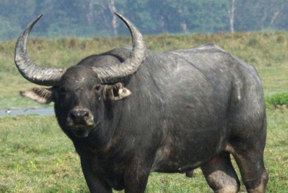 ঈদের রাতে মহিষের তাণ্ডবে প্রাণ গেল বৃদ্ধের
