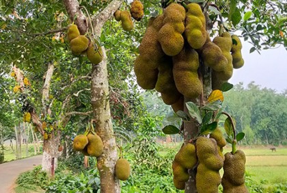 দরিদ্রের পুষ্টি চাহিদা মেটাচ্ছে কাঁঠাল