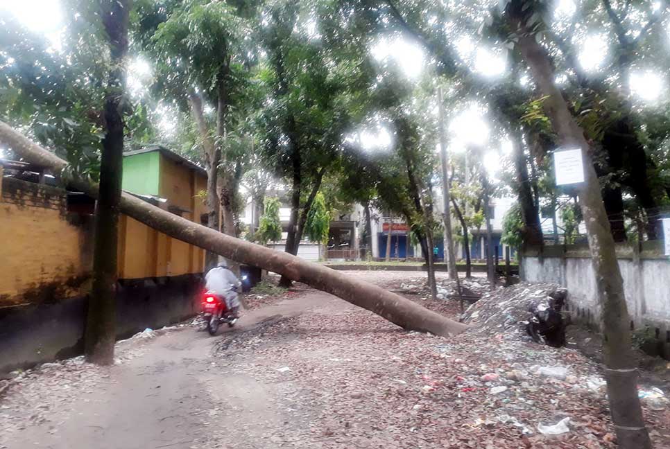 ঝড়ে ভেঙ্গে পড়া গাছে ২১ দিন ধরে রাস্তা বন্ধ
