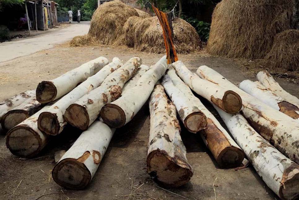 অনুমোদন ছাড়াই সড়কের গাছ কাটার অভিযোগ
