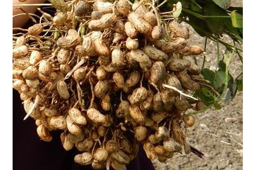 
গোপালগঞ্জে রেকর্ড ফলন দিয়েছে বিনা চিনাবাদাম-৬ 