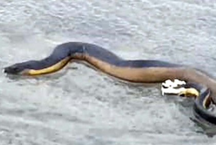 কুয়াকাটা সৈকতে দেখা মিলল বিরল প্রজাতির সাপ