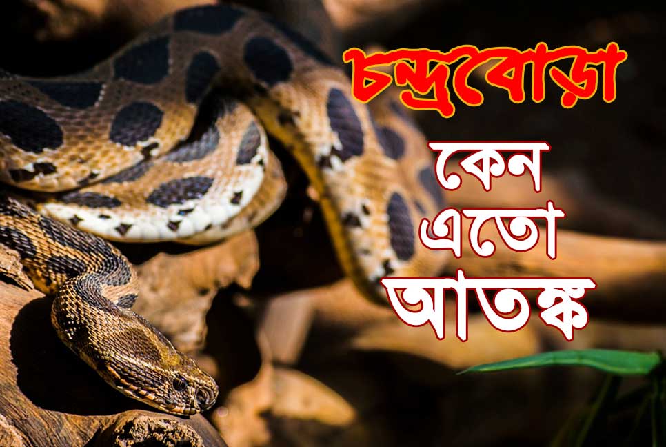 রাসেলস ভাইপার নিয়ে কেন এতো আতঙ্ক