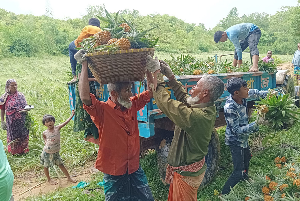 লালমাই পাহাড়ে আনারস চাষে বাজিমাত