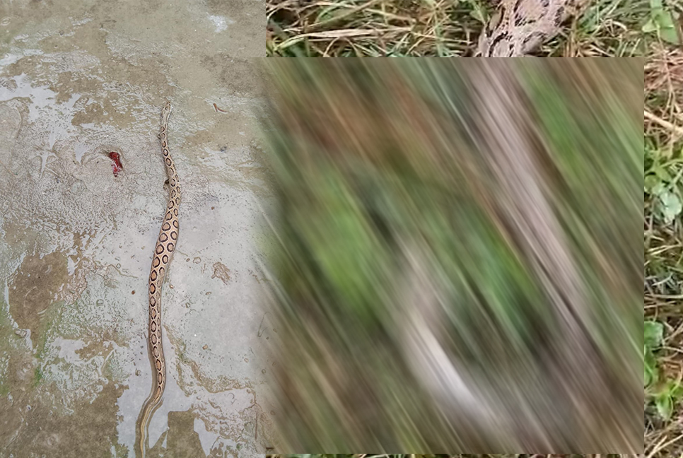শিবচরে রাসেলস ভাইপার আতঙ্ক