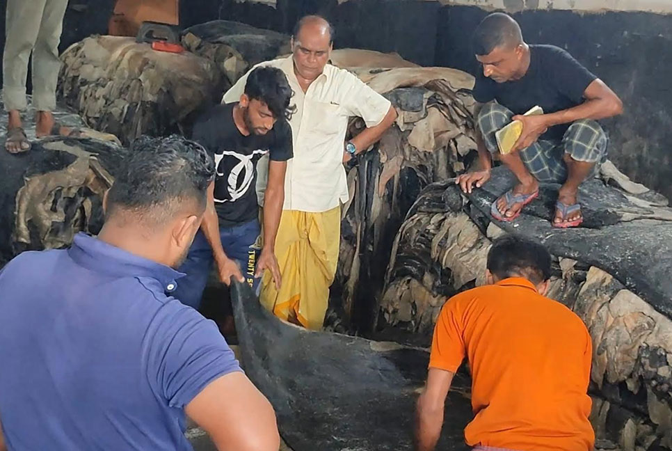 বিভিন্ন জেলা থেকে নাটোরে লবণ মাখানো চামড়া আসছে