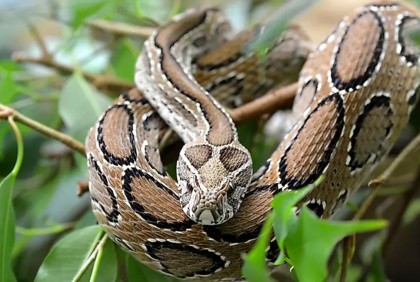 রাসেলস ভাইপার নিয়ে যেসব পরামর্শ দিলো বন বিভাগ