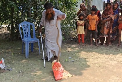 শরীয়তপুরে পদ্মার চরাঞ্চলে বাড়ছে রাসেলস ভাইপার আতঙ্ক