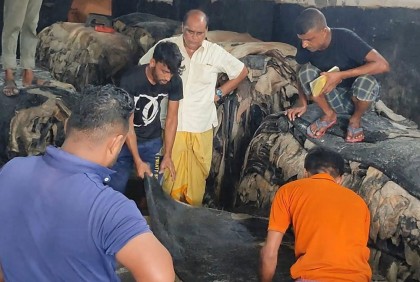 বিভিন্ন জেলা থেকে নাটোরে লবণ মাখানো চামড়া আসছে