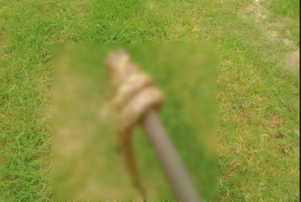 রাসেল ভাইপার ভেবে মারা হলো অজগর, এলাকায় আতঙ্ক