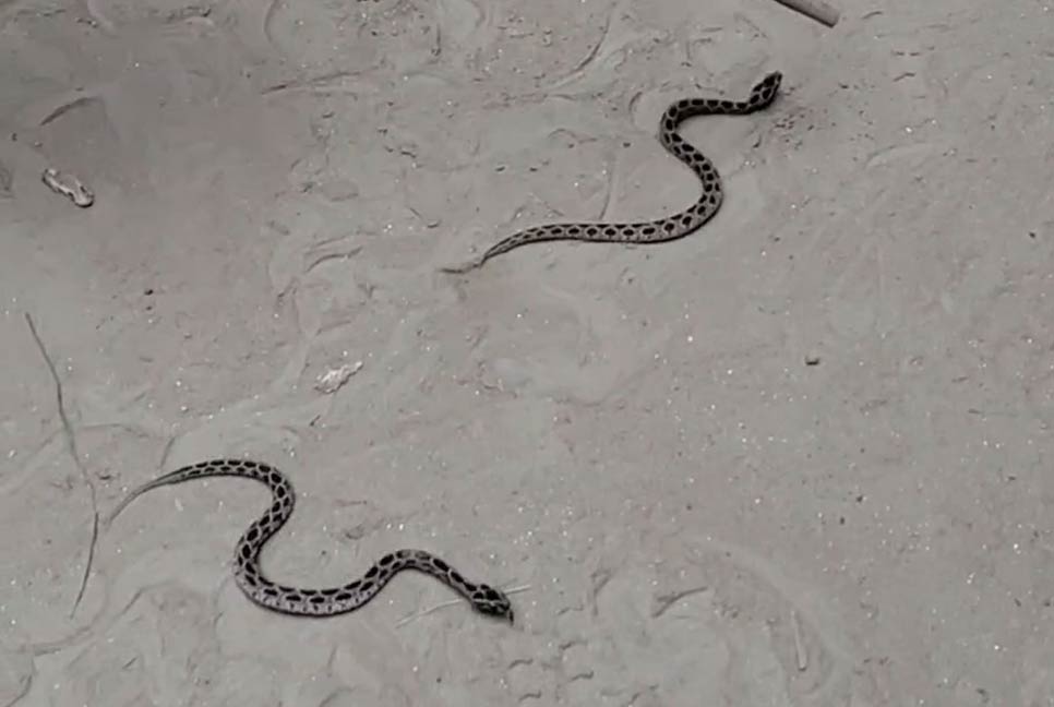 নাটোরে পদ্মার চরে ফের দেখা মিলল রাসেলস ভাইপারের