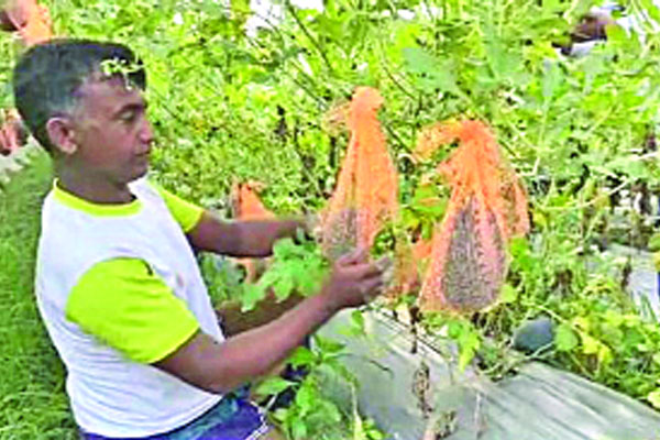 বাণিজ্যিকভাবে তরমুজ পাহাড়ে