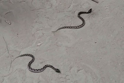 নাটোরে পদ্মার চরে ফের দেখা মিলল রাসেলস ভাইপারের