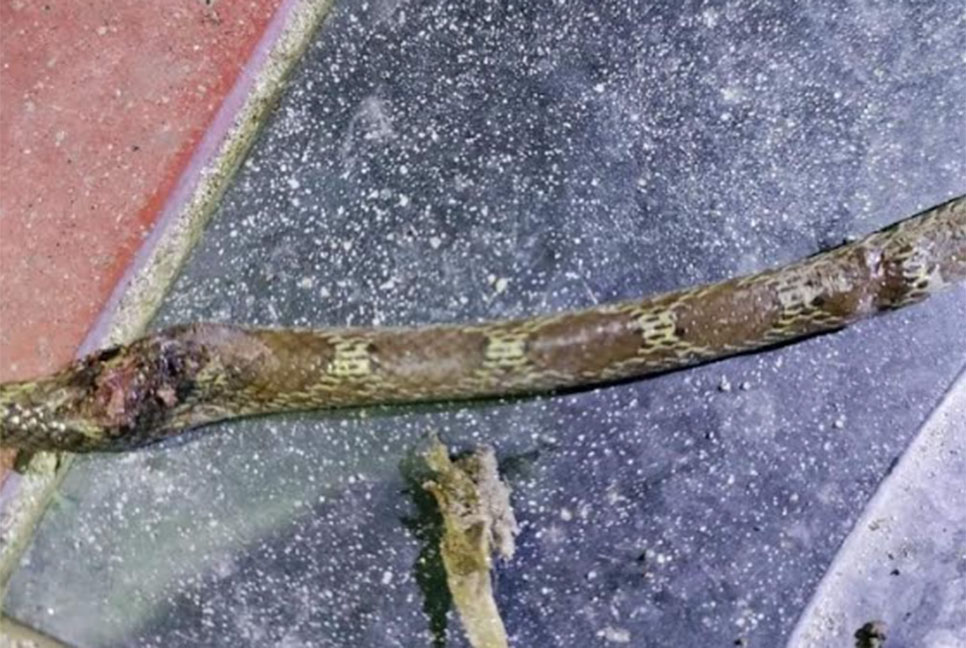 লালমনিরহাটে রাসেলস ভাইপার সন্দেহে মেরে ফেলা হলো দু'টি সাপ