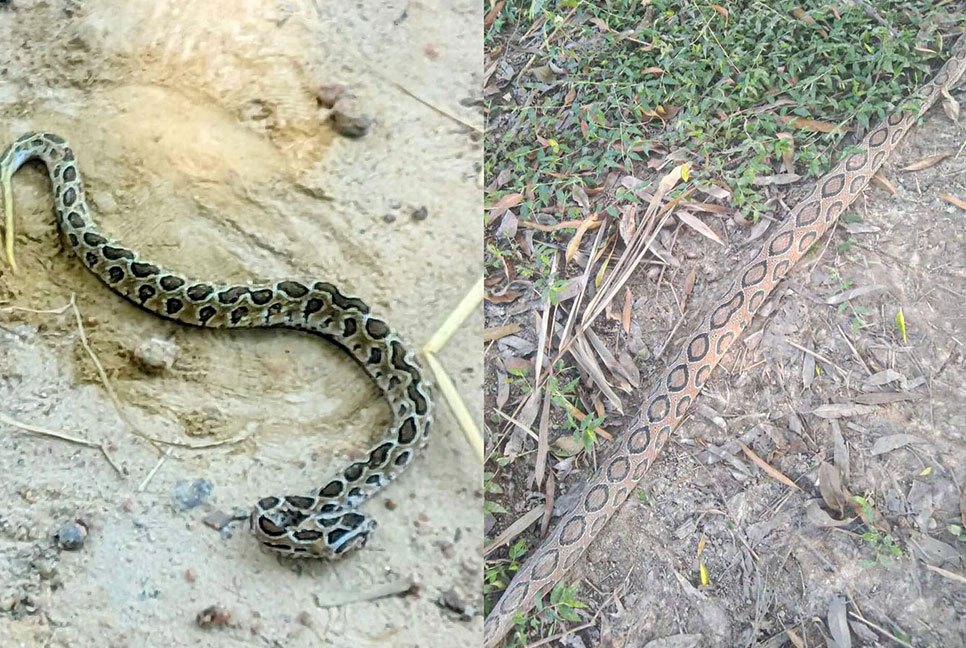 বিরল সীমান্ত এলাকায় সাপ আতঙ্ক