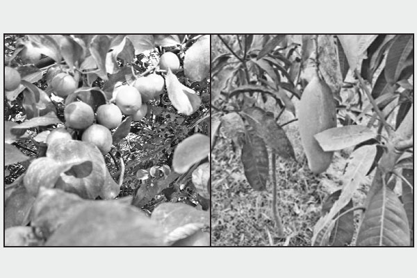 এক বাগানে ২০ জাতের ফল