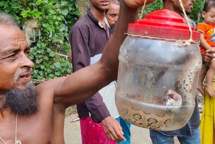 কৃষকের জালে ধরা পড়লো রাসেলস ভাইপার