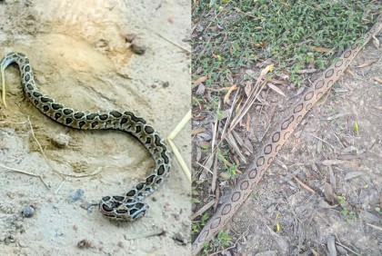 বিরল সীমান্ত এলাকায় সাপ আতঙ্ক