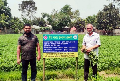 উচ্চ ফলনশীল চীনা বাদাম চাষে কৃষকের মুখে হাসি