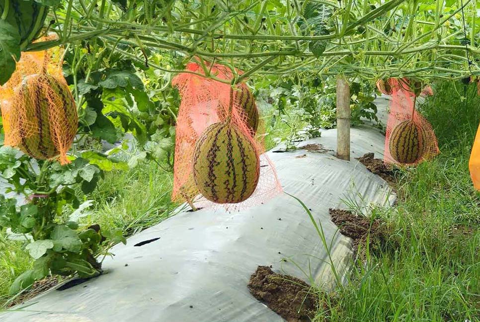বগুড়ায় মালচিং পদ্ধতিতে তরমুজ চাষ