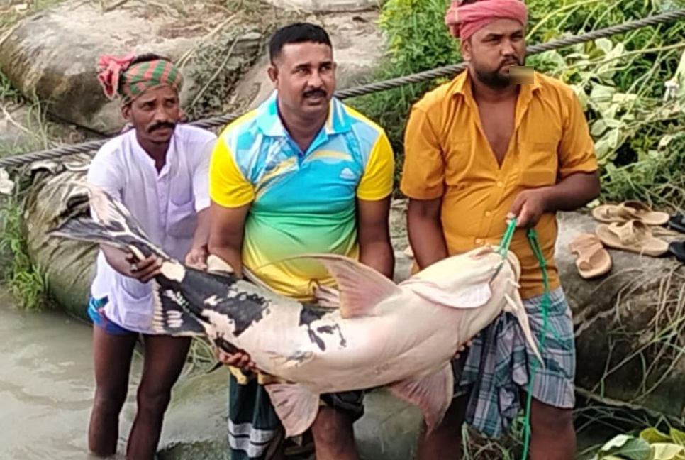রাজবাড়ীতে মহাবিপন্ন বাগাড় প্রকাশ্যে ৩৯ হাজারে বিক্রি!