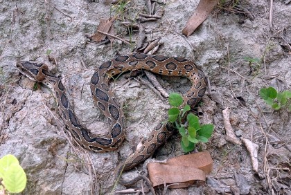 দিনাজপুরেও বেড়েছে রাসেলস ভাইপারের আতঙ্ক