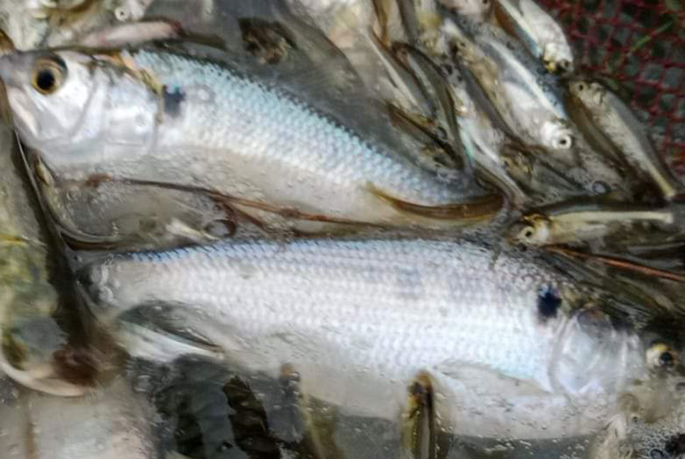 নোয়াখালীতে পুকুরে ধরা পড়ল ১০ ইলিশ