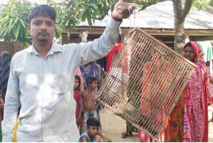 ঝিনাইদহে মিললো ৩টি রাসেলস ভাইপার 