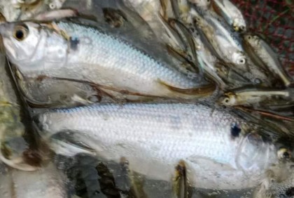 নোয়াখালীতে পুকুরে ধরা পড়ল ১০ ইলিশ