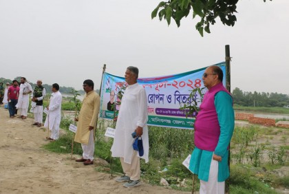 মানিকগঞ্জে এক সারিতেই হাজার গাছ রোপণ

