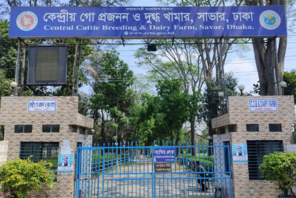 সাভার কেন্দ্রীয় গো প্রজনন ও দুগ্ধ খামারে দুদকের অভিযান