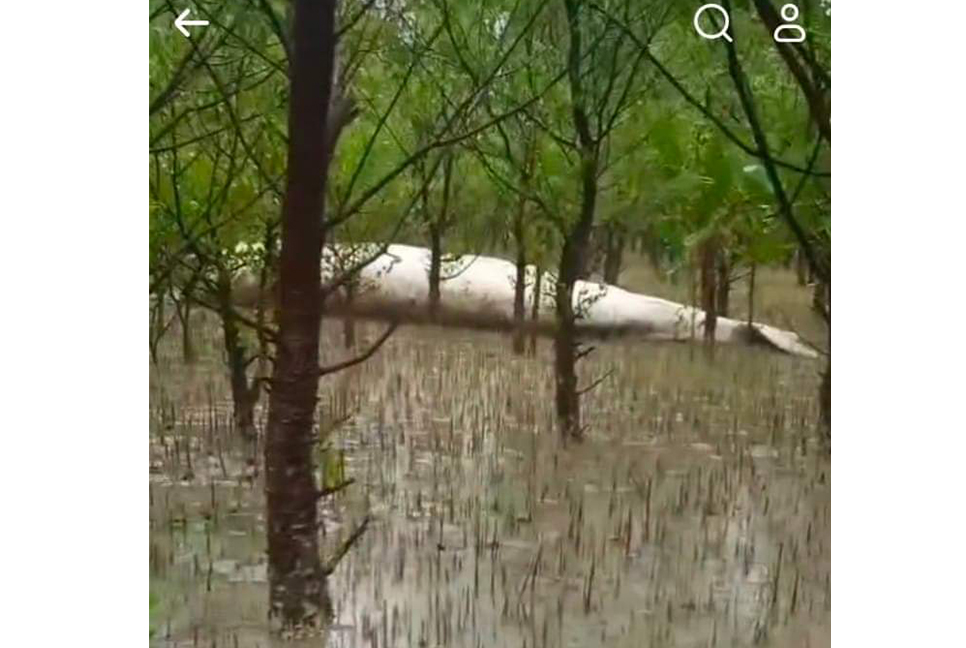 বরগুনায় ভেসে এলো মরা তিমি