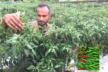 ‘মালচিং’ পদ্ধতিতে মরিচ চাষে বাজিমাত

