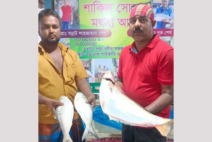পদ্মায় বিলুপ্ত প্রজাতির বড় ঢাই মাছ