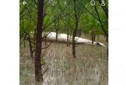 বরগুনায় ভেসে এলো মরা তিমি