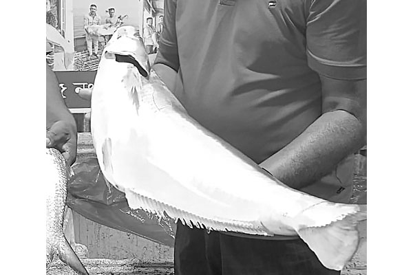 পদ্মায় বিলুপ্ত প্রজাতির বড় ঢাই মাছ